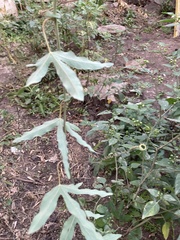 Passiflora caerulea