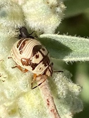 Orsilochides stictica