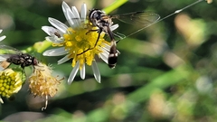 Dioprosopa clavata