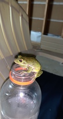 Hyla gratiosa