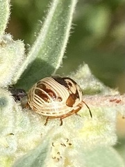 Orsilochides stictica