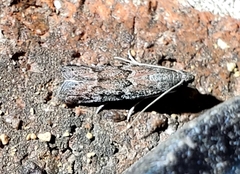 Vitula edmandsii