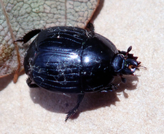 Histeridae