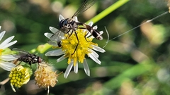 Dioprosopa clavata