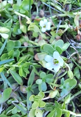 Bacopa monnieri