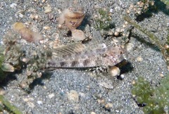 Gnatholepis yoshinoi