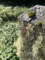 Cladonia macilenta