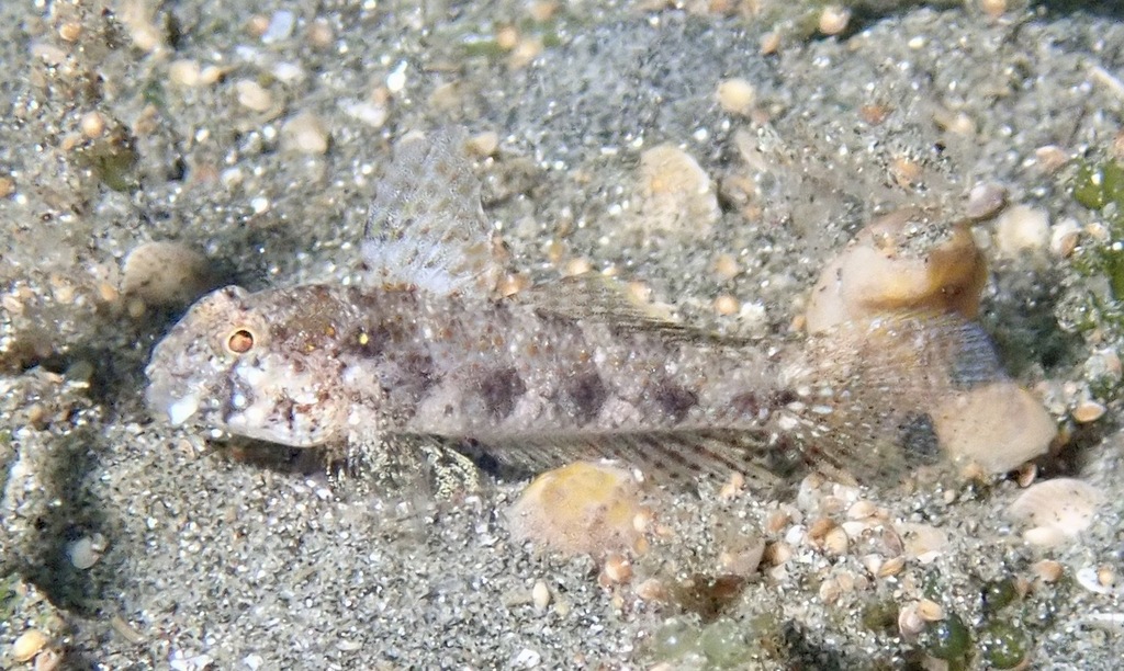 Yoshino's Goby