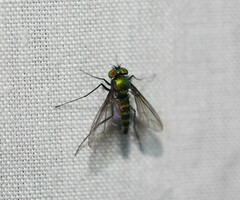 Dolichopodidae
