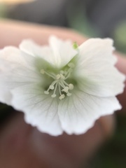 Malvaceae