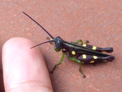 Syntomacris guttulosa