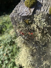 Cladonia macilenta