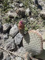 Opuntia basilaris basilaris