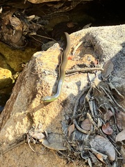 Erythrolamprus maryellenae