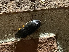Harpalus