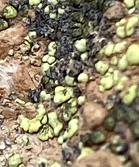 Acarosporaceae