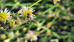 Dioprosopa clavata