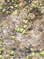 Acarosporaceae