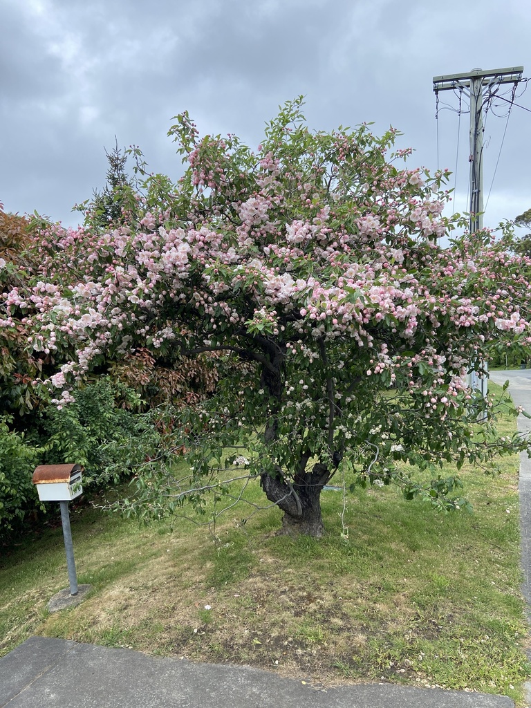 rose family from Tasmania, Sandy Bay, TAS, AU on October 24, 2022 at 01