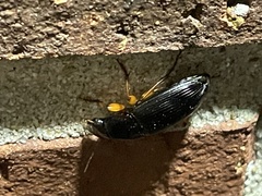 Harpalus