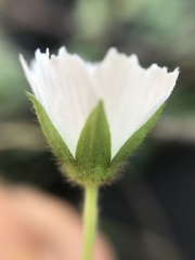 Malvaceae
