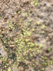 Acarosporaceae