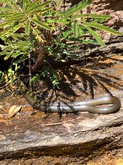 Erythrolamprus maryellenae