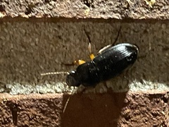 Harpalus