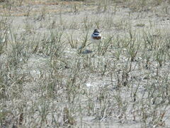 Charadrius bicinctus