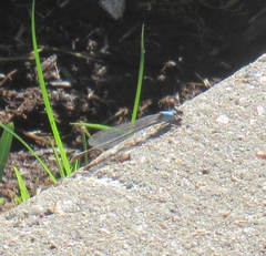 Argia apicalis
