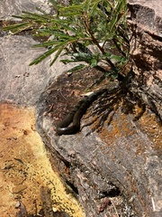 Erythrolamprus maryellenae