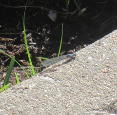 Argia apicalis