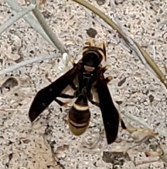Polistes comanchus
