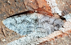 Cymatophora approximaria