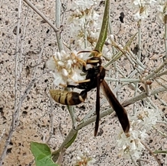 Polistes comanchus
