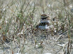 Charadrius bicinctus