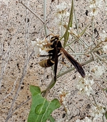 Polistes comanchus