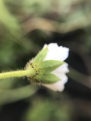 Malvaceae