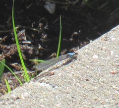 Argia apicalis