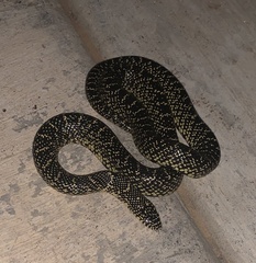 Lampropeltis holbrooki
