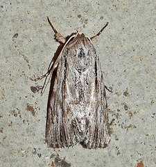 Catabenoides