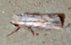 Catabenoides