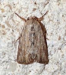 Oncocnemidinae