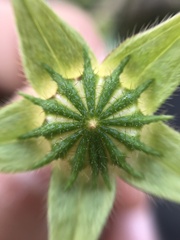 Malvaceae