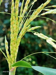 Sorghum arundinaceum