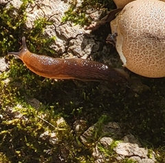 Arion subfuscus