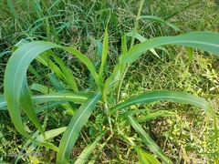 Sorghum arundinaceum