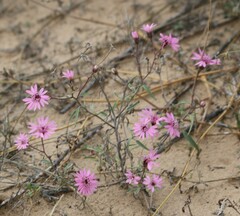 Palafoxia sphacelata