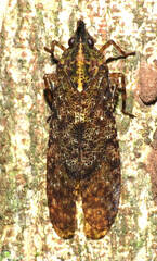 Enhydria tessellata