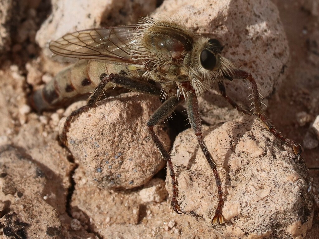 Spot-sided Rusty Robber
